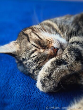 cottonsox