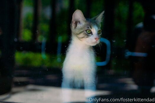 fosterkittendad