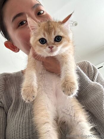 harrietsugarcookie